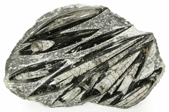 Polished Fossil Orthoceras (Cephalopod) Plate - Morocco #359663